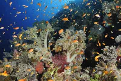 Daedalus Mer Rouge au large des côtes de l'Egypte. Photographies par Amar Guillen.