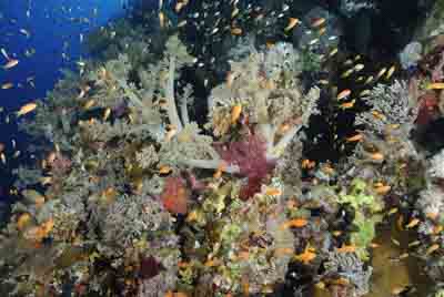 Daedalus Mer Rouge au large des côtes de l'Egypte. Photographies par Amar Guillen.