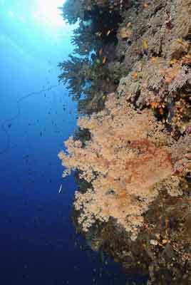 Daedalus Mer Rouge au large des côtes de l'Egypte. Photographies par Amar Guillen.