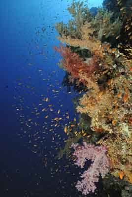 Daedalus Mer Rouge au large des côtes de l'Egypte. Photographies par Amar Guillen.
