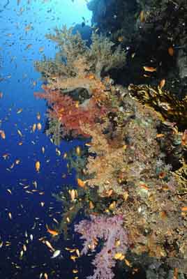Daedalus Mer Rouge au large des côtes de l'Egypte. Photographies par Amar Guillen.