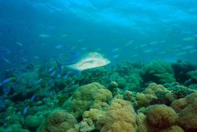 Les Sept Frères dans le Golfe d'Aden au large de Djibouti. Photographies par Amar Guillen.