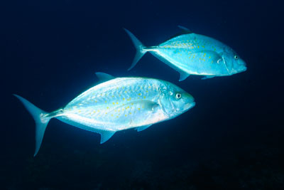 Les Sept Frères dans le Golfe d'Aden au large de Djibouti. Photographies par Amar Guillen.