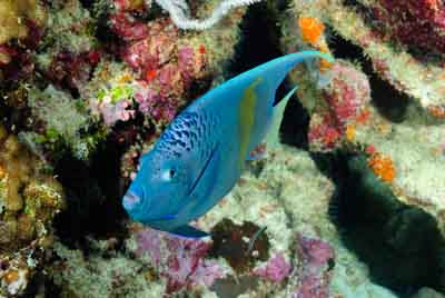 Seven Brothers islands in the gulf of Aden off the coast of Djibouti. Photographs by Amar Guillen.