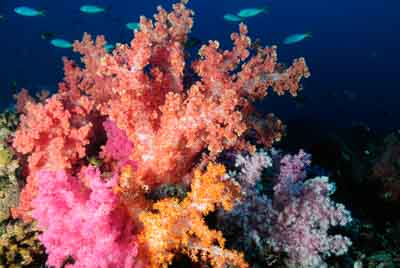 Seven Brothers islands in the gulf of Aden off the coast of Djibouti. Photographs by Amar Guillen.