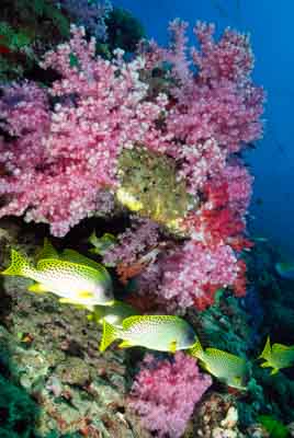 Seven Brothers islands in the gulf of Aden off the coast of Djibouti. Photographs by Amar Guillen.