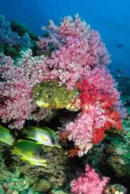 Seven Brothers islands in the gulf of Aden off the coast of Djibouti. Photographs by Amar Guillen.