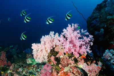 Seven Brothers islands in the gulf of Aden off the coast of Djibouti. Photographs by Amar Guillen.