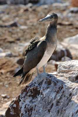 Fauna of Galapagos archipelago. Photographs by Amar Guillen.
