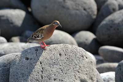 Fauna of Galapagos archipelago. Photographs by Amar Guillen.
