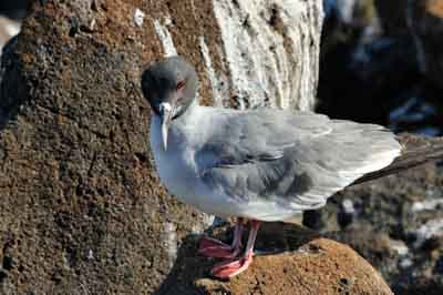 Fauna of Galapagos archipelago. Photographs by Amar Guillen.