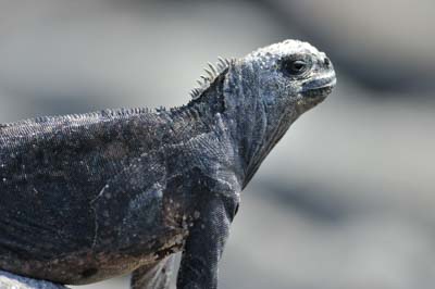 Fauna of Galapagos archipelago. Photographs by Amar Guillen.