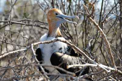 Fauna of Galapagos archipelago. Photographs by Amar Guillen.