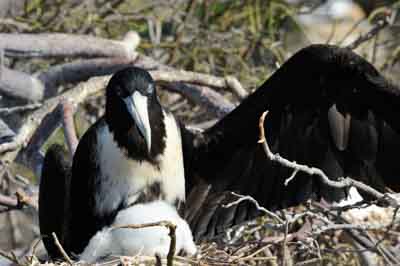 Fauna of Galapagos archipelago. Photographs by Amar Guillen.