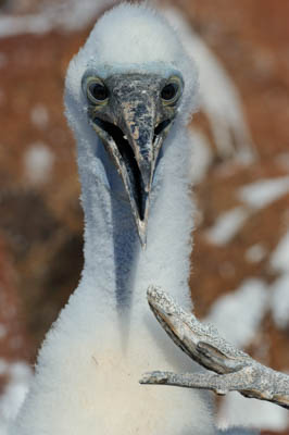 La faune des Galapagos en Equateur. Photographies par Amar Guillen.