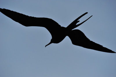 La faune des Galapagos en Equateur. Photographies par Amar Guillen.