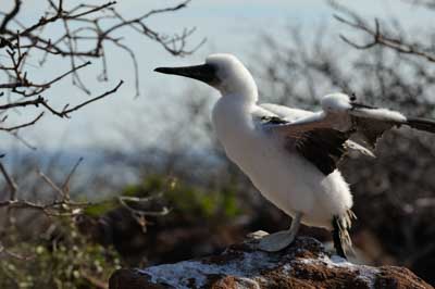 La faune des Galapagos en Equateur. Photographies par Amar Guillen.