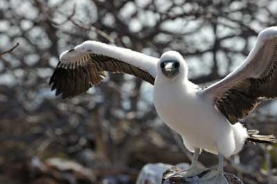 La faune des Galapagos en Equateur. Photographies par Amar Guillen.