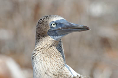 La faune des Galapagos en Equateur. Photographies par Amar Guillen.
