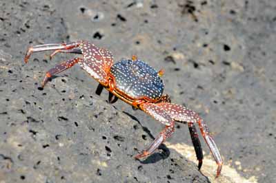 La faune des Galapagos en Equateur. Photographies par Amar Guillen.