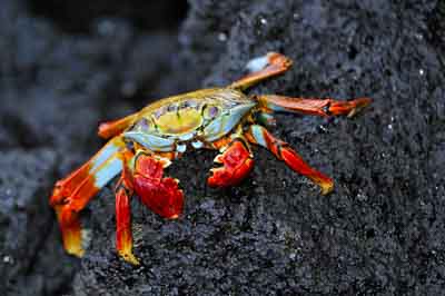 La faune des Galapagos en Equateur. Photographies par Amar Guillen.