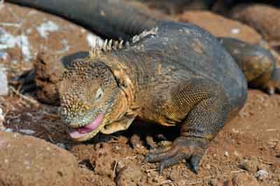 La faune des Galapagos en Equateur. Photographies par Amar Guillen.