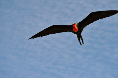 La faune des Galapagos en Equateur. Photographies par Amar Guillen.
