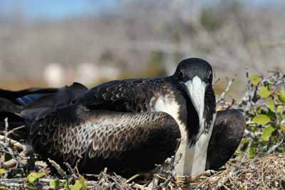La faune des Galapagos en Equateur. Photographies par Amar Guillen.