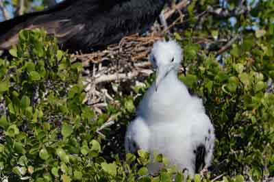 La faune des Galapagos en Equateur. Photographies par Amar Guillen.
