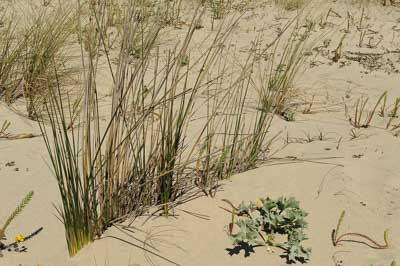 Landscapes of Medoc, Gironde. Photographs by Amar Guillen.