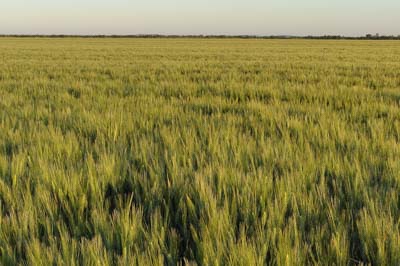Landscapes of Medoc, Gironde. Photographs by Amar Guillen.
