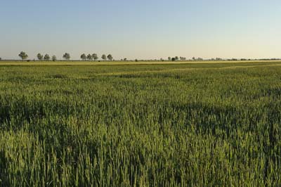 Landscapes of Medoc, Gironde. Photographs by Amar Guillen.