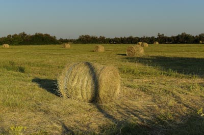Landscapes of Medoc, Gironde. Photographs by Amar Guillen.