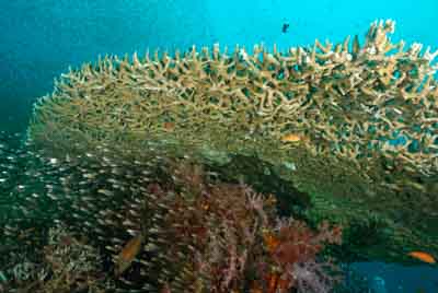 Fonds marins de la mer d'Andaman en Thailand. Photographies par Amar Guillen.