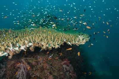 Fonds marins de la mer d'Andaman en Thailand. Photographies par Amar Guillen.