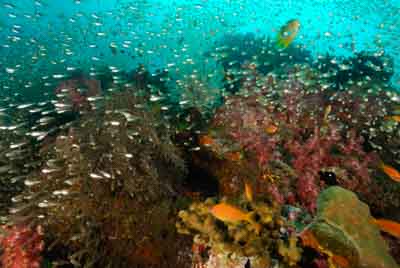Fonds marins de la mer d'Andaman en Thailand. Photographies par Amar Guillen.