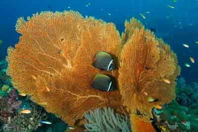 Fonds marins de la mer d'Andaman en Thailand. Photographies par Amar Guillen.