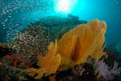 Fonds marins de la mer d'Andaman en Thailand. Photographies par Amar Guillen.