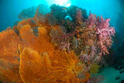 Fonds marins de la mer d'Andaman en Thailand. Photographies par Amar Guillen.