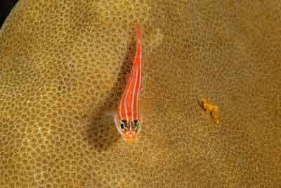 Fonds marins de la mer d'Andaman en Thailand. Photographies par Amar Guillen.