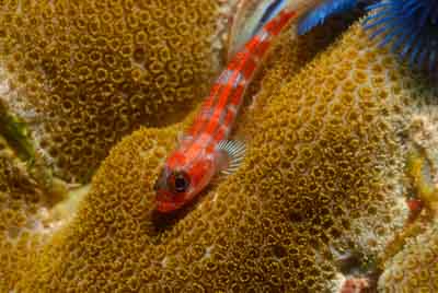Fonds marins de la mer d'Andaman en Thailand. Photographies par Amar Guillen.