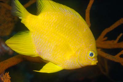 Fonds marins de la mer d'Andaman en Thailand. Photographies par Amar Guillen.