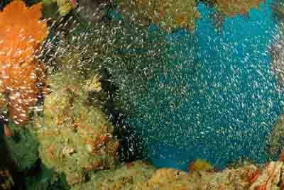 Fonds marins de la mer d'Andaman en Thailand. Photographies par Amar Guillen.