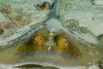 Fonds marins de la mer d'Andaman en Thailand. Photographies par Amar Guillen.
