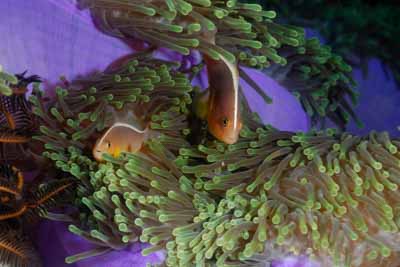 Fonds marins de la mer d'Andaman en Thailand. Photographies par Amar Guillen.