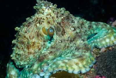 Fonds marins de la mer d'Andaman en Thailand. Photographies par Amar Guillen.