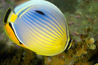 Fonds marins de la mer d'Andaman en Thailand. Photographies par Amar Guillen.