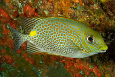Fonds marins de la mer d'Andaman en Thailand. Photographies par Amar Guillen.