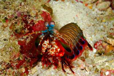 Fonds marins de la mer d'Andaman en Thailand. Photographies par Amar Guillen.