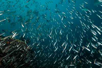 Fonds marins de la mer d'Andaman en Thailand. Photographies par Amar Guillen.